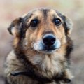 犬が死亡する『思わ…