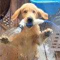 子犬と水遊びをして…