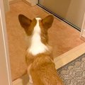 犬『おじいとおばあ…