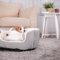 犬の『引っ越しスト…