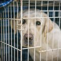 『犬に吠えられやす…