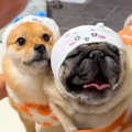 犬に『ピザハットの…