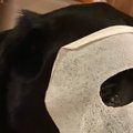 【話題】犬も『美肌…