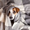 気弱な犬がよくする…