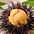 犬にウニを与えるの…