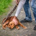 犬にしてはいけない…