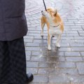 犬が『散歩中に歩か…