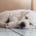 犬が体を丸くして眠…