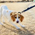 犬が行きたがらない…