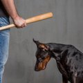 犬に厳しいしつけを…