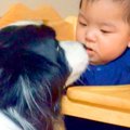 『世界一頭が良い犬…