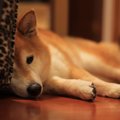 愛犬から『自由』を…