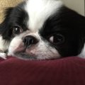 世話を放棄された犬…