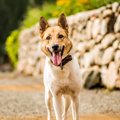 どうして犬は虫を食…