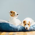 愛犬が飼い主と一緒…