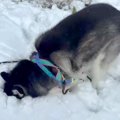 雪山にハスキー犬を…