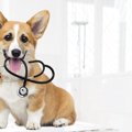 犬は『糖尿病の人』…