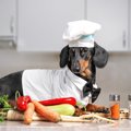 犬に与えすぎてはい…