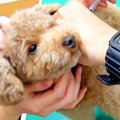 犬が注射を打ちに動…