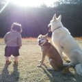 人と犬の関係は十人…