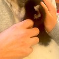 『犬を飼うのだけは…