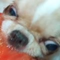 『今年で一番笑った…
