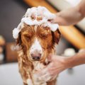 犬がお風呂を嫌いに…