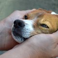 保健所にいる犬の引…