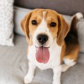 犬が人の顔を舐める…