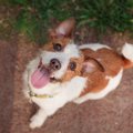 犬は人間の行動が「…