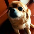 ポメラニアン「はな…
