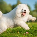 【犬の豆知識】歴史…