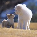 犬は１年でどれだけ…