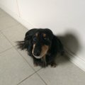 ダックスの子犬に起…