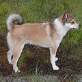  超珍犬『ノルウェジ…