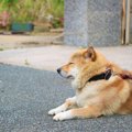 犬がひとりになりた…