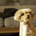 犬が何もない場所を…