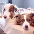 犬２匹に『散歩』と…