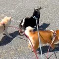 3匹の犬が散歩をして…