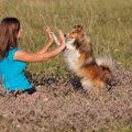 ドッグダンスを犬に…