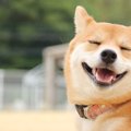 愛犬に「誉め言葉」…