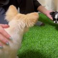 子犬と先住犬のドキ…