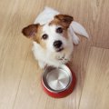 犬にご飯をあげる時…