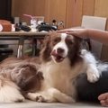 愛犬と息子のお留守…