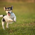 犬を太らせてはいけ…