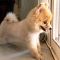 犬が『足音』で飼い…