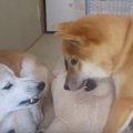 ちゃんとゴロンしな…