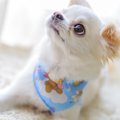 犬は視線で会話して…