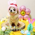 Laylaのわんちゃん占…