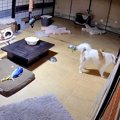 同居犬が亡くなった…